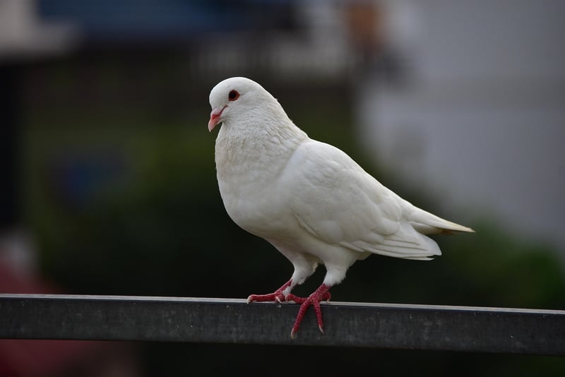 White doves
